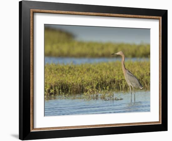 Reddish egret, Egret rufescens, Espiritu Santo, Welder Flats, San Antonio Bay, Texas-Maresa Pryor-Framed Photographic Print