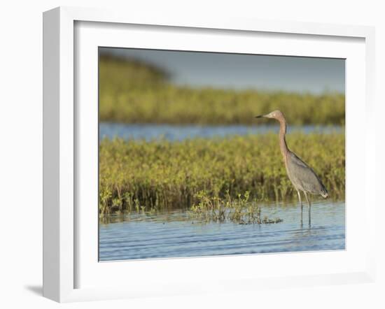 Reddish egret, Egret rufescens, Espiritu Santo, Welder Flats, San Antonio Bay, Texas-Maresa Pryor-Framed Photographic Print