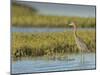 Reddish egret, Egret rufescens, Espiritu Santo, Welder Flats, San Antonio Bay, Texas-Maresa Pryor-Mounted Photographic Print
