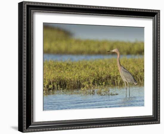 Reddish egret, Egret rufescens, Espiritu Santo, Welder Flats, San Antonio Bay, Texas-Maresa Pryor-Framed Photographic Print
