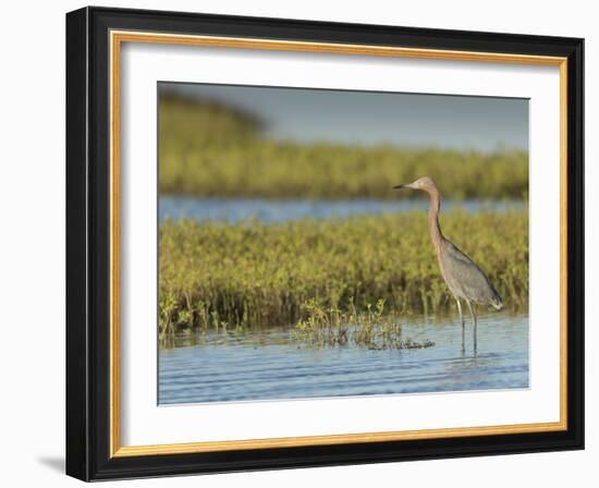 Reddish egret, Egret rufescens, Espiritu Santo, Welder Flats, San Antonio Bay, Texas-Maresa Pryor-Framed Photographic Print