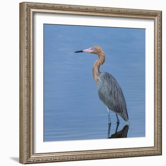 Reddish egret, Egretta rufescens, Merritt Island NWR, Florida, USA-Maresa Pryor-Framed Photographic Print