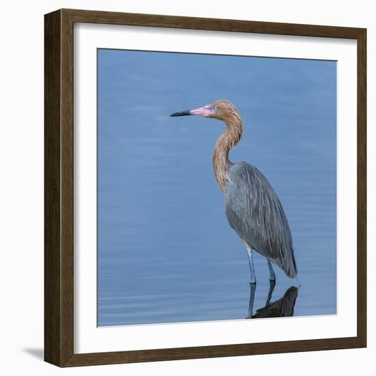 Reddish egret, Egretta rufescens, Merritt Island NWR, Florida, USA-Maresa Pryor-Framed Photographic Print