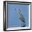 Reddish egret, Egretta rufescens, Merritt Island NWR, Florida, USA-Maresa Pryor-Framed Photographic Print