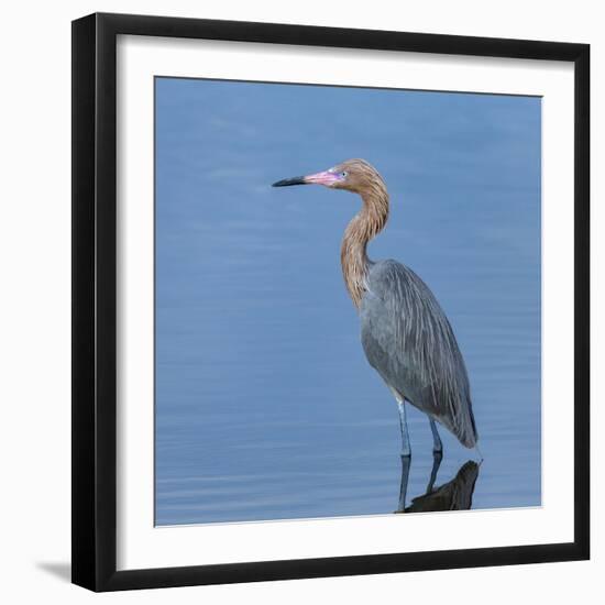 Reddish egret, Egretta rufescens, Merritt Island NWR, Florida, USA-Maresa Pryor-Framed Photographic Print