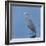 Reddish egret, Egretta rufescens, Merritt Island NWR, Florida, USA-Maresa Pryor-Framed Photographic Print