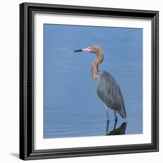 Reddish egret, Egretta rufescens, Merritt Island NWR, Florida, USA-Maresa Pryor-Framed Photographic Print