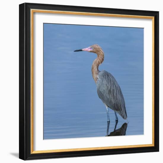 Reddish egret, Egretta rufescens, Merritt Island NWR, Florida, USA-Maresa Pryor-Framed Photographic Print