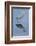 Reddish egret, Egretta rufescens, Merritt Island NWR, Florida, USA-Maresa Pryor-Framed Photographic Print