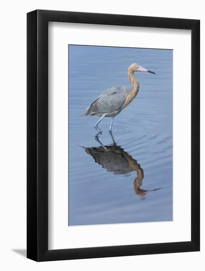 Reddish egret, Egretta rufescens, Merritt Island NWR, Florida, USA-Maresa Pryor-Framed Photographic Print