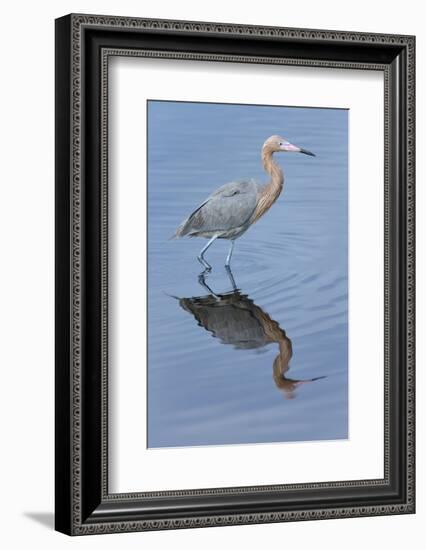 Reddish egret, Egretta rufescens, Merritt Island NWR, Florida, USA-Maresa Pryor-Framed Photographic Print