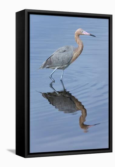 Reddish egret, Egretta rufescens, Merritt Island NWR, Florida, USA-Maresa Pryor-Framed Premier Image Canvas