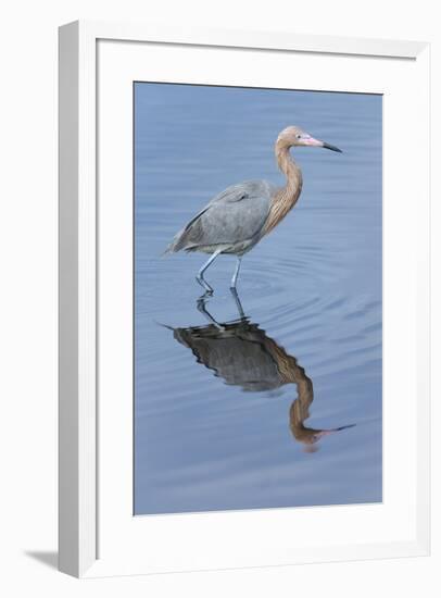 Reddish egret, Egretta rufescens, Merritt Island NWR, Florida, USA-Maresa Pryor-Framed Premium Photographic Print
