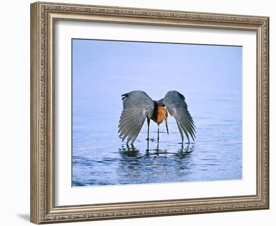 Reddish Egret Fishing, Ding Darling National Wildlife Refuge, Sanibel Island, Florida, USA-Charles Sleicher-Framed Photographic Print