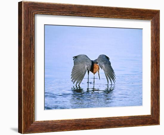 Reddish Egret Fishing, Ding Darling National Wildlife Refuge, Sanibel Island, Florida, USA-Charles Sleicher-Framed Photographic Print