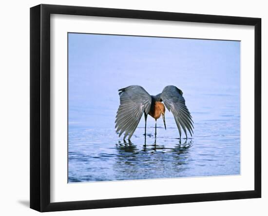Reddish Egret Fishing, Ding Darling National Wildlife Refuge, Sanibel Island, Florida, USA-Charles Sleicher-Framed Photographic Print
