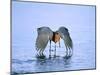 Reddish Egret Fishing, Ding Darling National Wildlife Refuge, Sanibel Island, Florida, USA-Charles Sleicher-Mounted Photographic Print