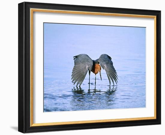 Reddish Egret Fishing, Ding Darling National Wildlife Refuge, Sanibel Island, Florida, USA-Charles Sleicher-Framed Photographic Print