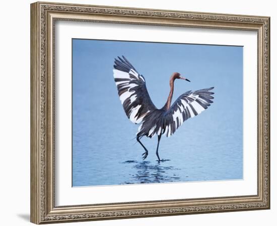 Reddish Egret Fishing, Ding Darling National Wildlife Refuge, Sanibel Island, Florida, USA-Charles Sleicher-Framed Photographic Print