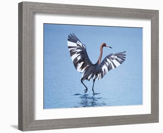 Reddish Egret Fishing, Ding Darling National Wildlife Refuge, Sanibel Island, Florida, USA-Charles Sleicher-Framed Photographic Print