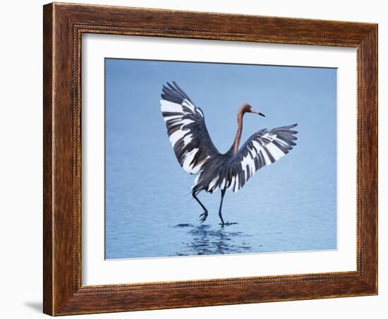 Reddish Egret Fishing, Ding Darling National Wildlife Refuge, Sanibel Island, Florida, USA-Charles Sleicher-Framed Photographic Print