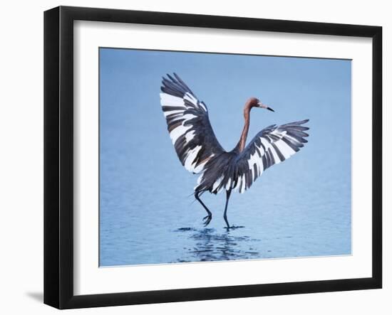 Reddish Egret Fishing, Ding Darling National Wildlife Refuge, Sanibel Island, Florida, USA-Charles Sleicher-Framed Photographic Print