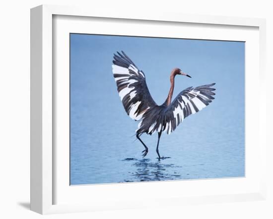 Reddish Egret Fishing, Ding Darling National Wildlife Refuge, Sanibel Island, Florida, USA-Charles Sleicher-Framed Photographic Print