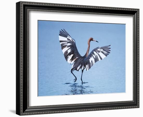 Reddish Egret Fishing, Ding Darling National Wildlife Refuge, Sanibel Island, Florida, USA-Charles Sleicher-Framed Photographic Print