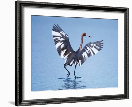 Reddish Egret Fishing, Ding Darling National Wildlife Refuge, Sanibel Island, Florida, USA-Charles Sleicher-Framed Photographic Print