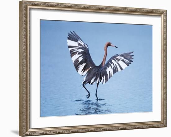 Reddish Egret Fishing, Ding Darling National Wildlife Refuge, Sanibel Island, Florida, USA-Charles Sleicher-Framed Photographic Print