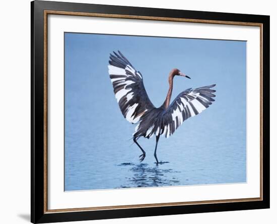 Reddish Egret Fishing, Ding Darling National Wildlife Refuge, Sanibel Island, Florida, USA-Charles Sleicher-Framed Photographic Print