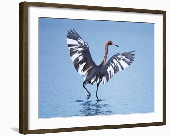 Reddish Egret Fishing, Ding Darling National Wildlife Refuge, Sanibel Island, Florida, USA-Charles Sleicher-Framed Photographic Print