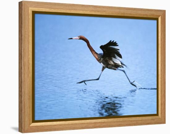 Reddish Egret Fishing, Ding Darling National Wildlife Refuge, Sanibel Island, Florida, USA-Charles Sleicher-Framed Premier Image Canvas