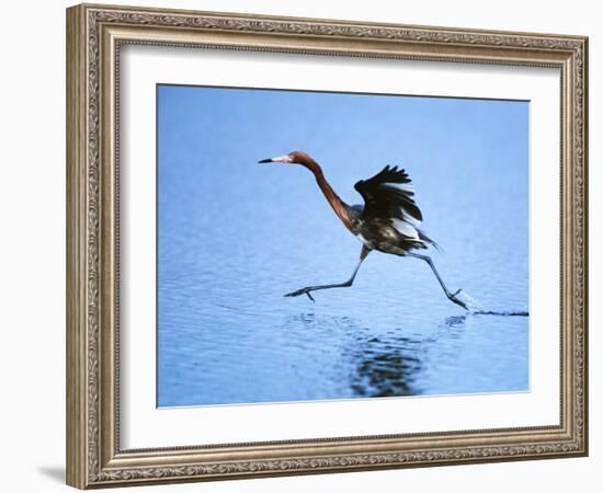 Reddish Egret Fishing, Ding Darling National Wildlife Refuge, Sanibel Island, Florida, USA-Charles Sleicher-Framed Photographic Print