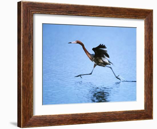 Reddish Egret Fishing, Ding Darling National Wildlife Refuge, Sanibel Island, Florida, USA-Charles Sleicher-Framed Photographic Print