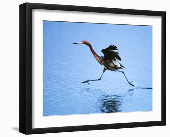 Reddish Egret Fishing, Ding Darling National Wildlife Refuge, Sanibel Island, Florida, USA-Charles Sleicher-Framed Photographic Print