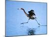 Reddish Egret Fishing, Ding Darling National Wildlife Refuge, Sanibel Island, Florida, USA-Charles Sleicher-Mounted Photographic Print