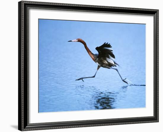 Reddish Egret Fishing, Ding Darling National Wildlife Refuge, Sanibel Island, Florida, USA-Charles Sleicher-Framed Photographic Print