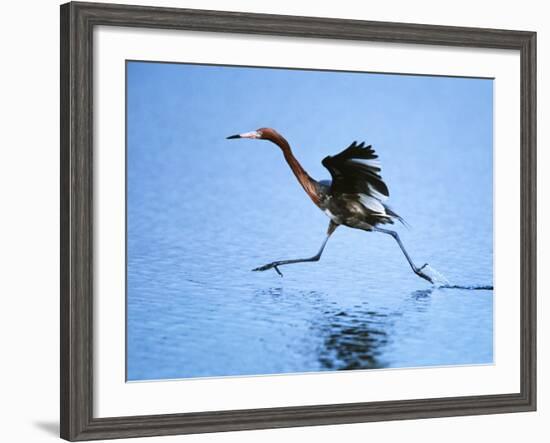 Reddish Egret Fishing, Ding Darling National Wildlife Refuge, Sanibel Island, Florida, USA-Charles Sleicher-Framed Photographic Print