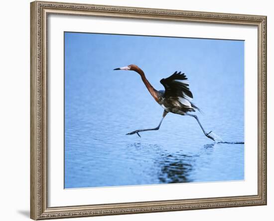 Reddish Egret Fishing, Ding Darling National Wildlife Refuge, Sanibel Island, Florida, USA-Charles Sleicher-Framed Photographic Print