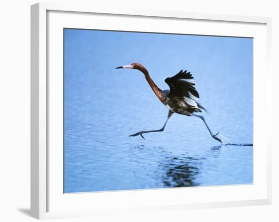 Reddish Egret Fishing, Ding Darling National Wildlife Refuge, Sanibel Island, Florida, USA-Charles Sleicher-Framed Photographic Print