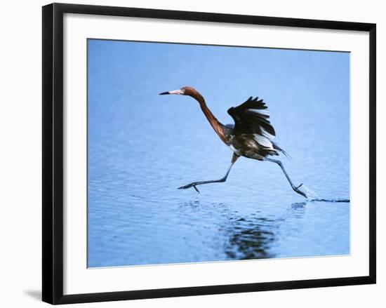 Reddish Egret Fishing, Ding Darling National Wildlife Refuge, Sanibel Island, Florida, USA-Charles Sleicher-Framed Photographic Print