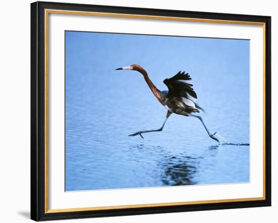 Reddish Egret Fishing, Ding Darling National Wildlife Refuge, Sanibel Island, Florida, USA-Charles Sleicher-Framed Photographic Print