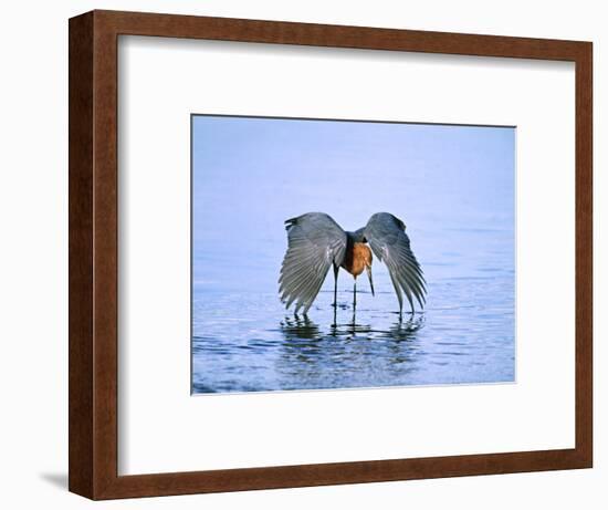 Reddish Egret Fishing, Ding Darling National Wildlife Refuge, Sanibel Island, Florida, USA-Charles Sleicher-Framed Photographic Print