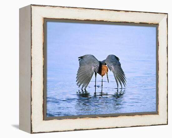 Reddish Egret Fishing, Ding Darling National Wildlife Refuge, Sanibel Island, Florida, USA-Charles Sleicher-Framed Premier Image Canvas
