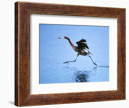 Reddish Egret Fishing, Ding Darling National Wildlife Refuge, Sanibel Island, Florida, USA-Charles Sleicher-Framed Photographic Print