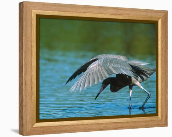 Reddish Egret Fishing in Shallow Water, Ding Darling NWR, Sanibel Island, Florida, USA-Charles Sleicher-Framed Premier Image Canvas