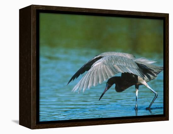 Reddish Egret Fishing in Shallow Water, Ding Darling NWR, Sanibel Island, Florida, USA-Charles Sleicher-Framed Premier Image Canvas