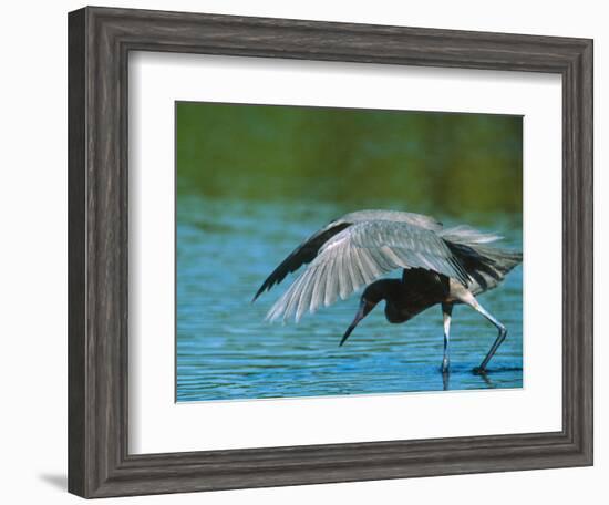 Reddish Egret Fishing in Shallow Water, Ding Darling NWR, Sanibel Island, Florida, USA-Charles Sleicher-Framed Photographic Print