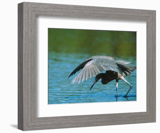 Reddish Egret Fishing in Shallow Water, Ding Darling NWR, Sanibel Island, Florida, USA-Charles Sleicher-Framed Photographic Print